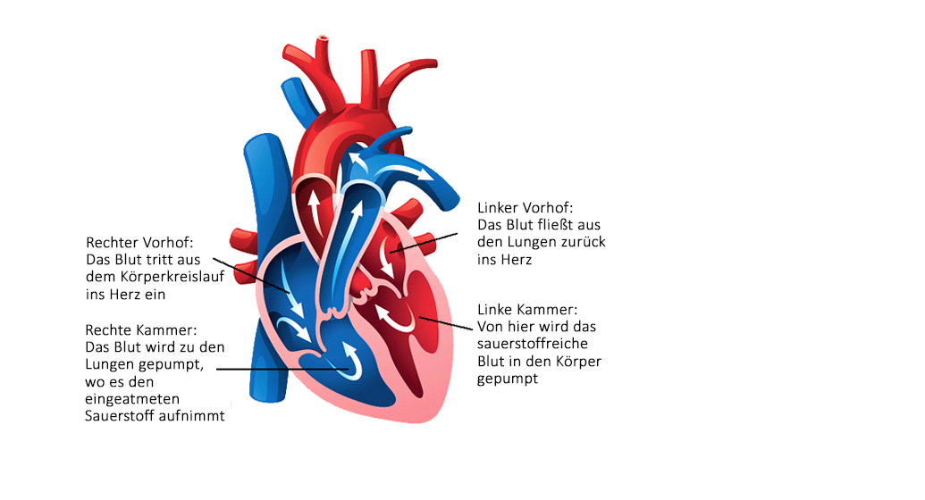 Wie das Herz funktioniert